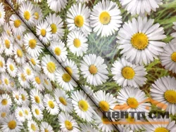 Клеенка ПВХ Верона на нетканой основе 1,37*30м мод. JXPN006
